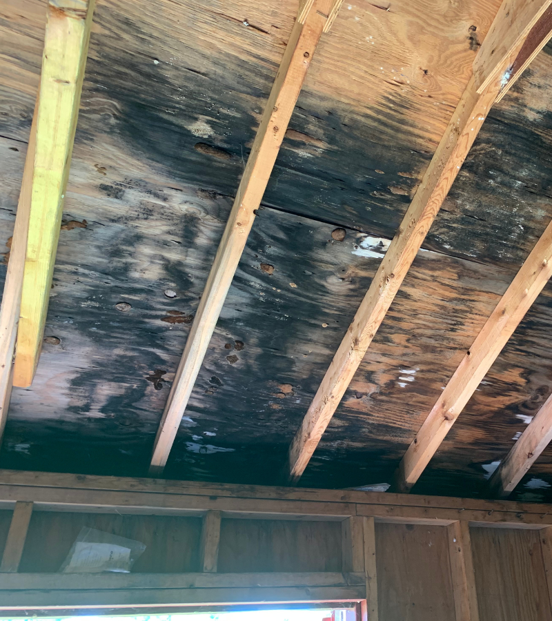 water damage and mold remediation in Birmingham